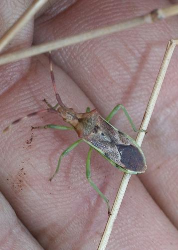 Réf. 246 394 : Gonocerus juniperi